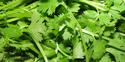 Cilantro
