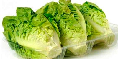 Cogollos de lechuga