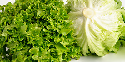 Lechuga batavia